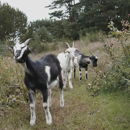 Sleep Among Goats * Fårup